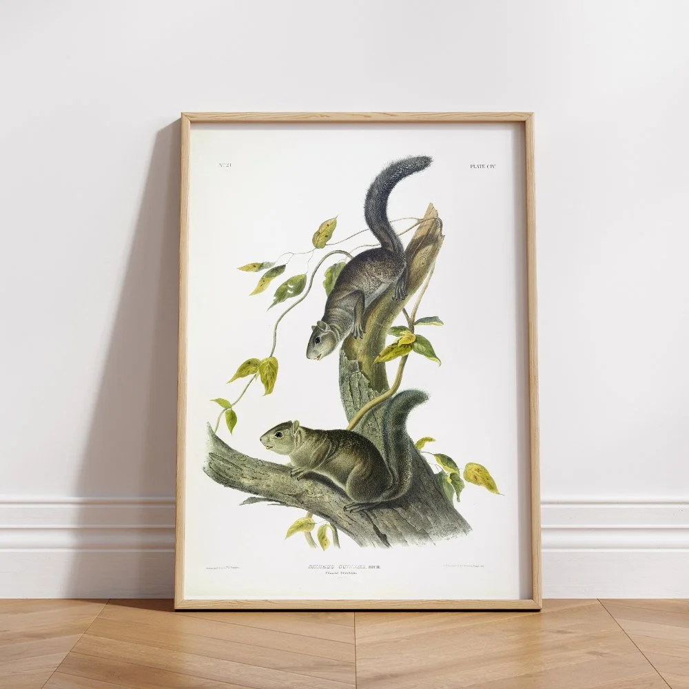 Brown or Norway Rat - Plate 54 — Audubon Art Prints